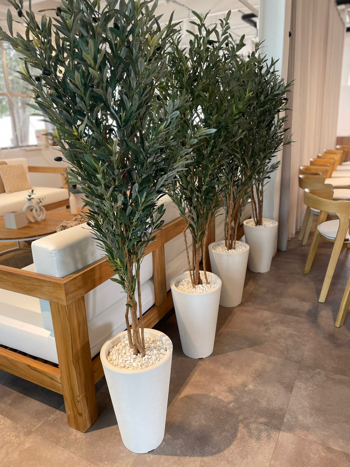 Olive Tree 180cm DesertRiver.rentals