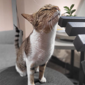 Meet Our Rescue Cat Shalom
